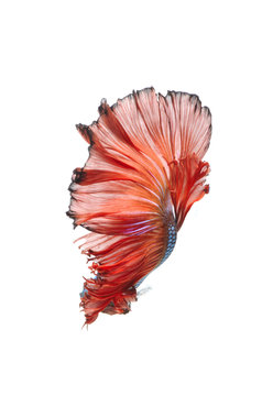 Red and blue fighting Siamese fish