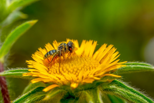 Image of bee or honeybee on yellow flower collects nectar. Golden honeybee on flower pollen with space blur background for text. Insect. Animal