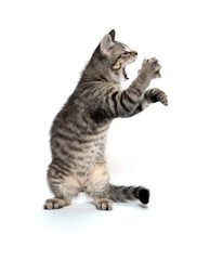 Cute tabby playing on white