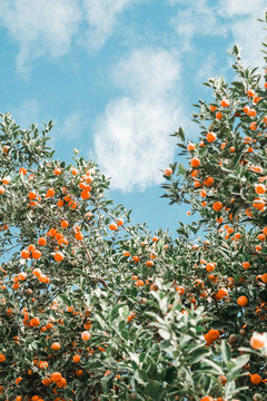 Tangerines growing on tree against cloudy sky