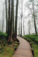 Wooden walkway that leads to Japanese Cedar and Cypress trees in the forest with fog in Alishan National Forest Recreation Area in Chiayi County, Alishan Township, Taiwan.