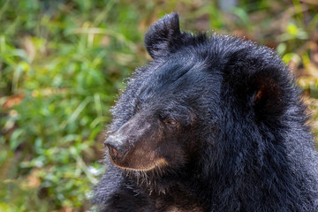 Close up face Asiatic black bear