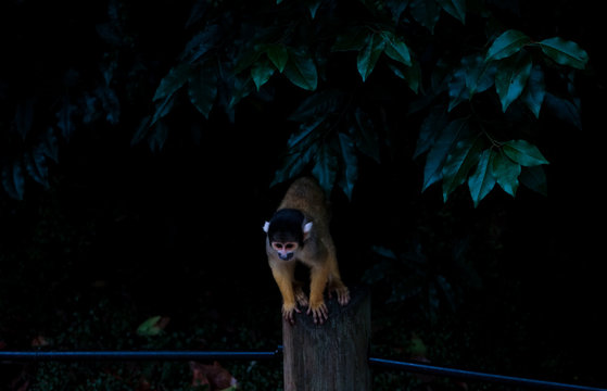 Squirrel monkey sitting on tree trunk