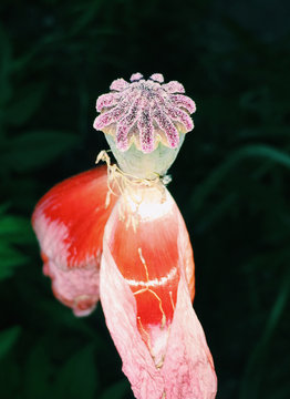 Rosy maple moth emerging from cocoon