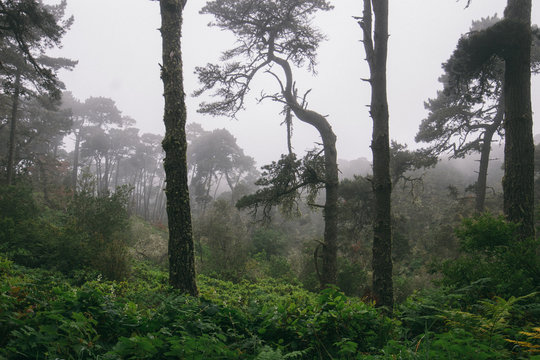 Foggy morning in forest