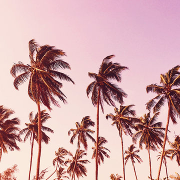 View of palm trees swaying during sunset