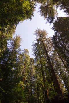 Low angle view of trees in forest