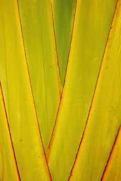Close up of overlapping palm fronds