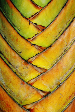 Close up of tightly interwoven palm fronds