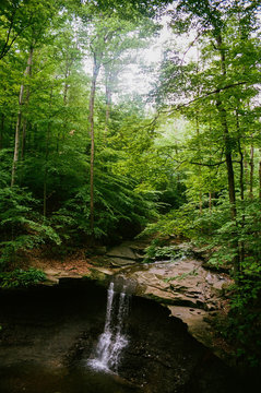 Stream of water flowing through trees