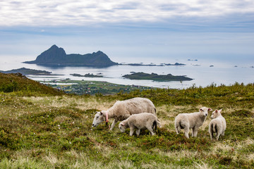 Norwegia © Estera