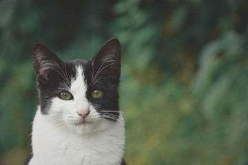 Close up portrait of white and black cat