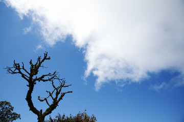 Candeia Tree at Blue Sky in Brazil