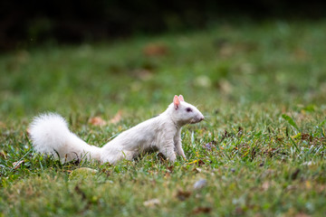 white squirrel