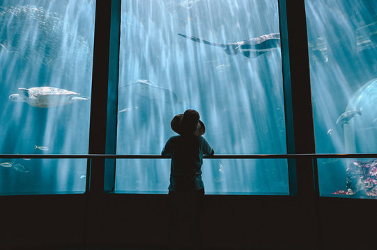Rear view of boy looking at fish in aquarium