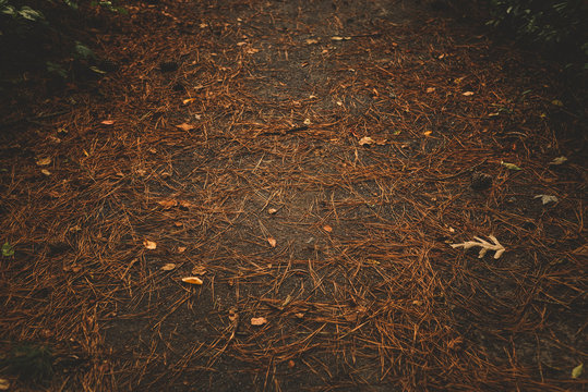 View of dirt path