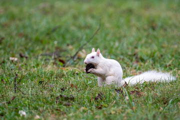 white squirrel