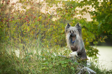 Portrait of gorgeous hairless Chinese Crested Dog standing in the field in summer at sunset