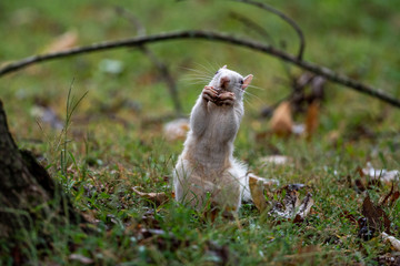 white squirrel