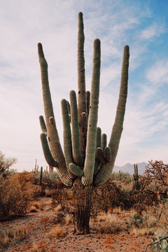 Scenic view of Saguaro cactus