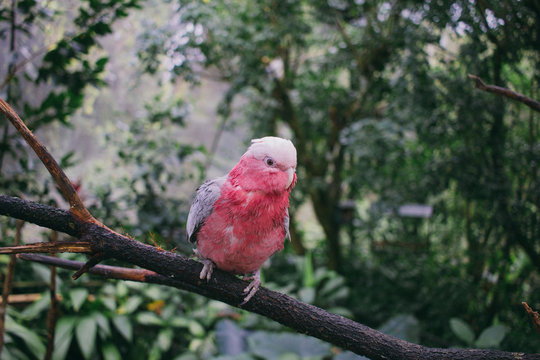 Close up view of parrot sitting on tree branch