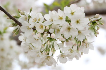 太陽の広場の桜
