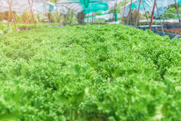 Salad farm on the mountain,Fresh vegetable for make food from farm