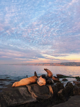 Close view of the seals on rocks