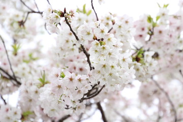 太陽の広場の桜