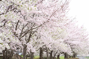 太陽の広場の桜