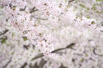 Fototapeta premium 太陽の広場の桜
