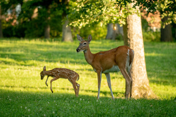 Whitetail doe and playing fawn