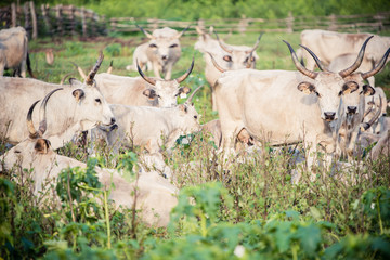 Gray cattle herd on green field with lake and traditional well