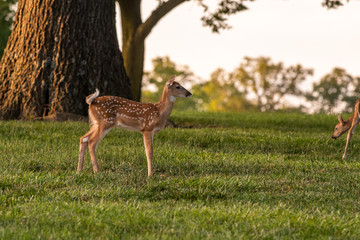 white-tailed deer fawn in late evening