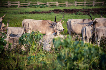 Gray cattle herd on green field with lake and traditional well