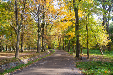 Fototapeta na wymiar Beautiful autumn park. Autumn trees and leaves. Autumn Landscape, background