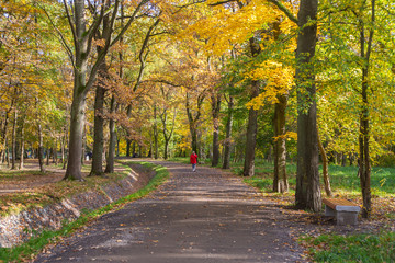 Fototapeta na wymiar Beautiful autumn park. . Autumn trees and leaves. Autumn Landscape, background. Forest in Autumn.