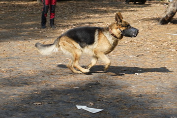 Kiev, Ukraine, Europe - September 2019: Dog is attacking. A dog in a muzzle attacks for a bite. School of dog training 