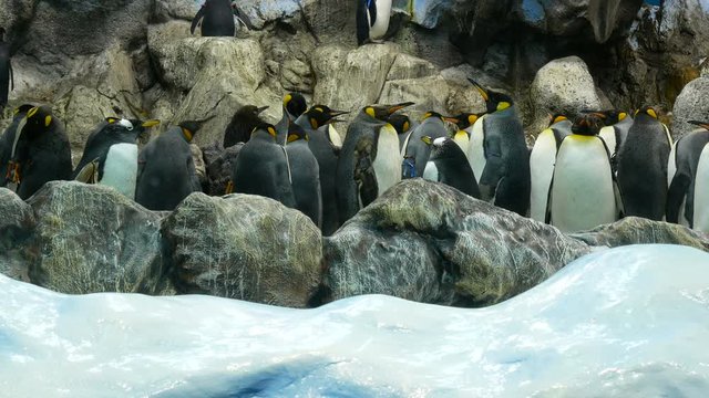 Group of african penguins in ice and rocks coast. King penguins