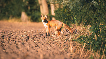 Müder Fuchs