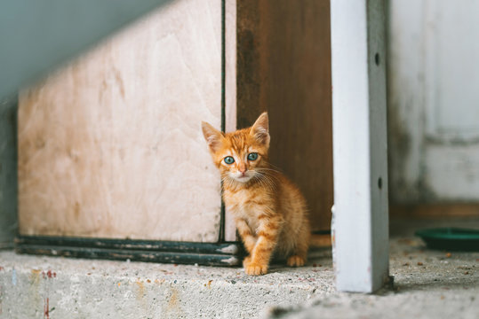 Portrait of orange kitten sitting outdoors