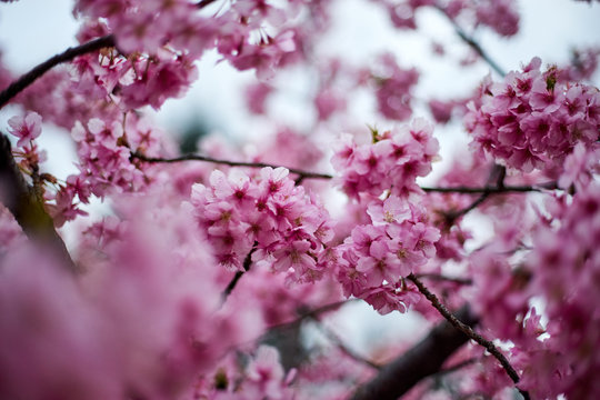 Close up of cherry blossoms