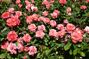 Rosier rose en été au jardin