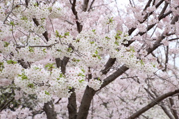 太陽の広場の桜