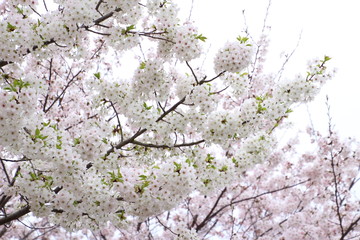 太陽の広場の桜