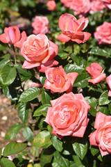 Roses épanouies au jardin