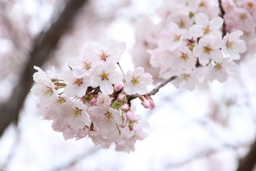 太陽の広場の桜