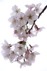 太陽の広場の桜