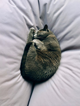 Close up of cat sleeping on pillow