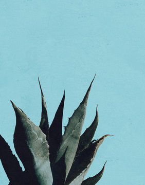 Close up of agave